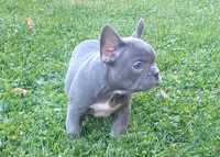 Asher, a male French Bulldog for sale in Dundee, OH – 8 of 8