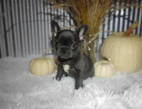 Sasha, a female French Bulldog for sale in Dundee, OH – 1 of 8