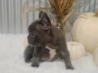 Blaze, a male French Bulldog for sale in Dundee, OH – 6 of 8