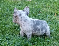 Hero, a male French Bulldog for sale in Dundee, OH – 6 of 9