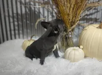 Sasha, a female French Bulldog for sale in Dundee, OH – 5 of 8