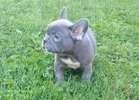 Asher, a male French Bulldog for sale in Dundee, OH – 6 of 8