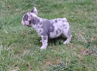 Jupiter, a male French Bulldog for sale in Dundee, OH – Photo 4 of 7