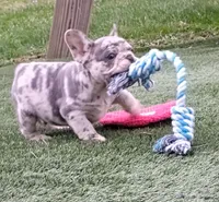 Jupiter, a male French Bulldog for sale in Dundee, OH – Photo 5 of 7