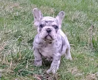 Jupiter, a male French Bulldog for sale in Dundee, OH – Photo 1 of 7
