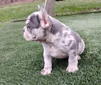 Jupiter, a male French Bulldog for sale in Dundee, OH – Photo 2 of 7