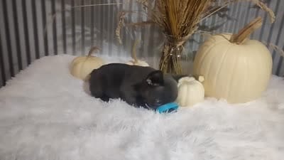 Sasha, a female French Bulldog for sale in Dundee, OH – 3 of 8