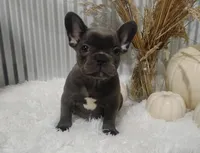 Amber, a female French Bulldog for sale in Dundee, OH – 4 of 10