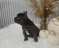 Amber, a female French Bulldog for sale in Dundee, OH – 5 of 10