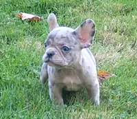 Hero, a male French Bulldog for sale in Dundee, OH – 1 of 9
