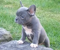 Asher, a male French Bulldog for sale in Dundee, OH – 5 of 8