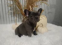Amber, a female French Bulldog for sale in Dundee, OH – 8 of 10