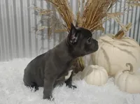 Amber, a female French Bulldog for sale in Dundee, OH – 6 of 10