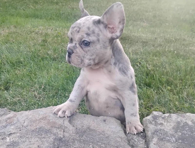 Mason – French Bulldog puppy for sale in Dundee, OH