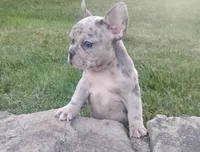 Mason, a male French Bulldog for sale in Dundee, OH – 1 of 7