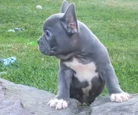 Asher, a male French Bulldog for sale in Dundee, OH – 4 of 8