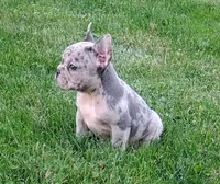 Mason, a male French Bulldog for sale in Dundee, OH – 2 of 7
