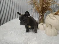 Amber, a female French Bulldog for sale in Dundee, OH – 7 of 10