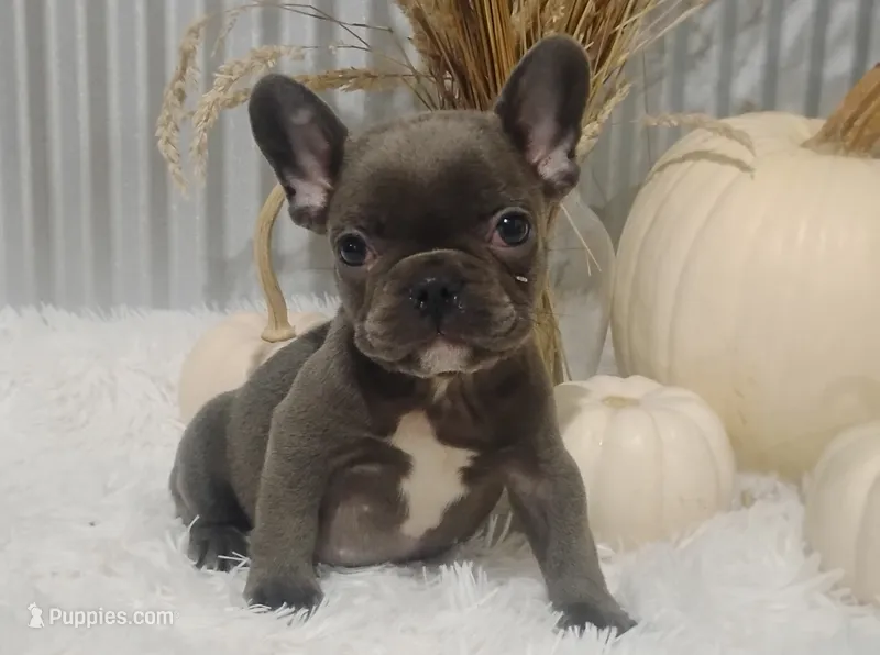 Blaze – French Bulldog puppy for sale in Dundee, OH