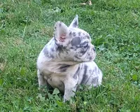 Zoey, a female French Bulldog for sale in Dundee, OH – 8 of 8