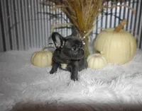 Sasha, a female French Bulldog for sale in Dundee, OH – 4 of 8