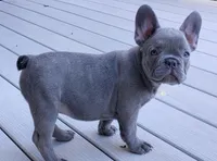 Nico, a male French Bulldog for sale in Dundee, OH – Photo 4 of 8