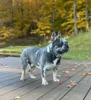 Nico, a male French Bulldog for sale in Dundee, OH – Photo 7 of 8