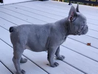 Nico, a male French Bulldog for sale in Dundee, OH – Photo 5 of 8