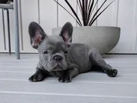 Nico, a male French Bulldog for sale in Dundee, OH – Photo 6 of 8