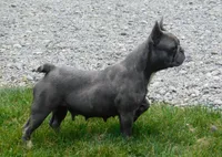 Nico, a male French Bulldog for sale in Dundee, OH – Photo 8 of 8