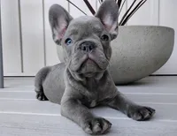 Nico, a male French Bulldog for sale in Dundee, OH – Photo 3 of 8