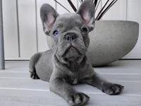 Nico, a male French Bulldog for sale in Dundee, OH – Photo 2 of 8