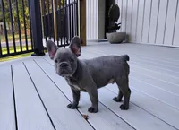 Nico, a male French Bulldog for sale in Dundee, OH – Photo 1 of 8