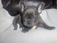 Sasha, a female French Bulldog for sale in Dundee, OH – 6 of 8