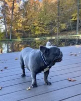 Amber, a female French Bulldog for sale in Dundee, OH – 10 of 10