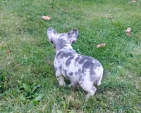 Zoey, a female French Bulldog for sale in Dundee, OH – 7 of 8