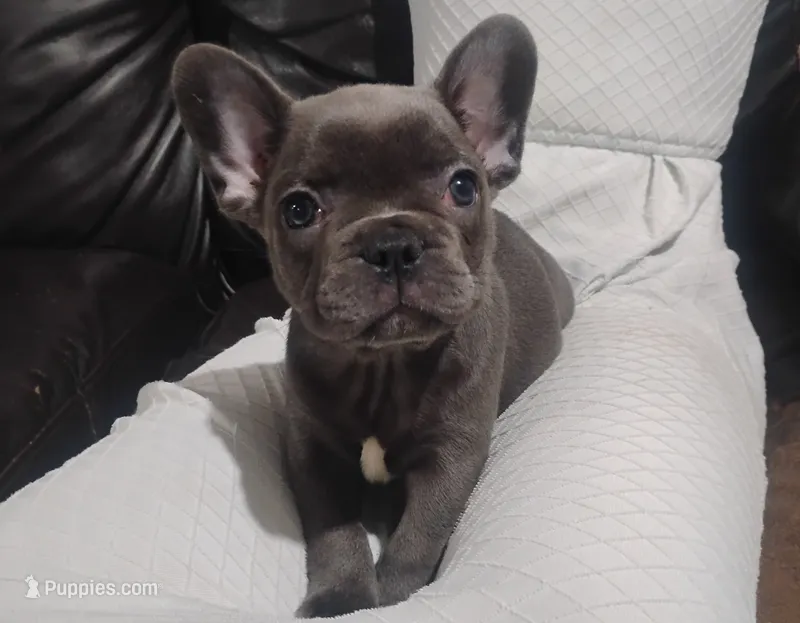 Amber – French Bulldog puppy for sale in Dundee, OH