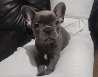 Amber, a female French Bulldog for sale in Dundee, OH – 1 of 10