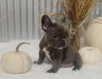 Blaze, a male French Bulldog for sale in Dundee, OH – 2 of 8