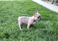 Alfie, a male French Bulldog for sale in Dundee, OH – Photo 7 of 8