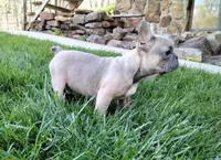 Alfie, a male French Bulldog for sale in Dundee, OH – Photo 5 of 8