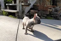 Alfie, a male French Bulldog for sale in Dundee, OH – Photo 4 of 8