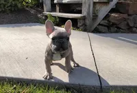 Alfie, a male French Bulldog for sale in Dundee, OH – Photo 2 of 8