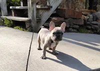 Alfie, a male French Bulldog for sale in Dundee, OH – Photo 3 of 8