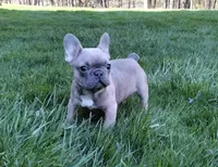 Alfie, a male French Bulldog for sale in Dundee, OH – Photo 6 of 8