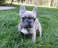 Alfie, a male French Bulldog for sale in Dundee, OH – Photo 8 of 8
