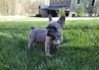 Alfie, a male French Bulldog for sale in Dundee, OH – Photo 1 of 8