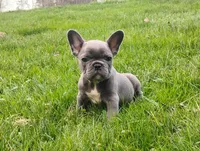 Lexi, a female French Bulldog for sale in Dundee, OH – Photo 2 of 5