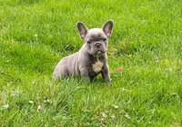 Lexi, a female French Bulldog for sale in Dundee, OH – Photo 3 of 5