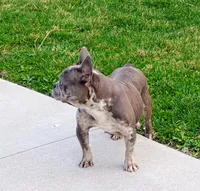 Lexi, a female French Bulldog for sale in Dundee, OH – Photo 5 of 5